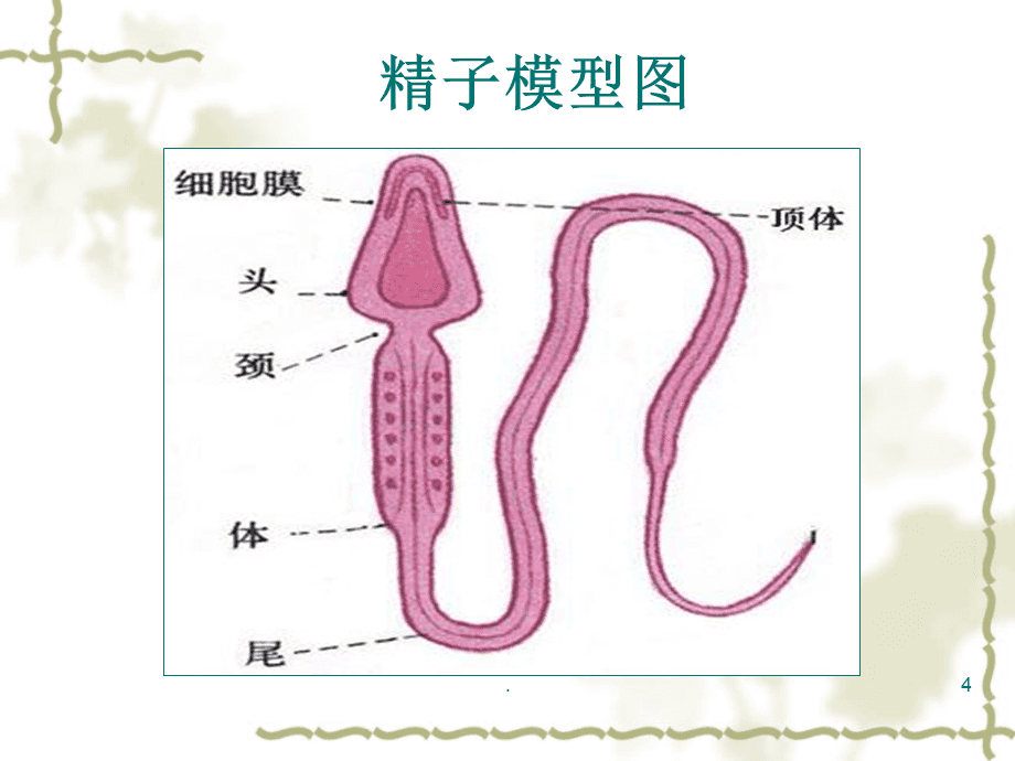 婦產科妊娠生理