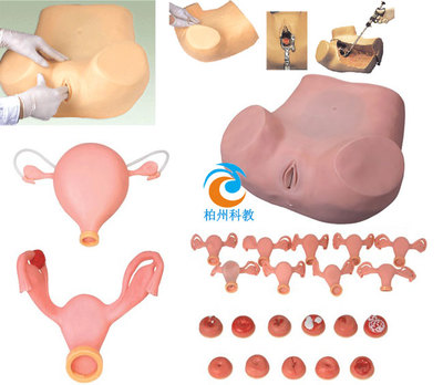 高級婦科訓練模型在婦產科教育中的重要性與應用